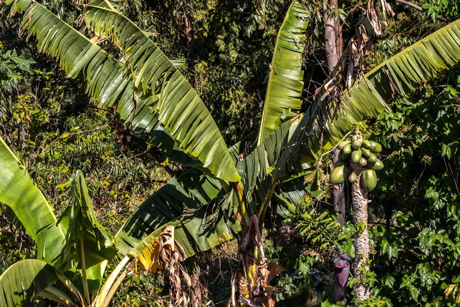 Agroforestry system with banana and papaya fruit plant